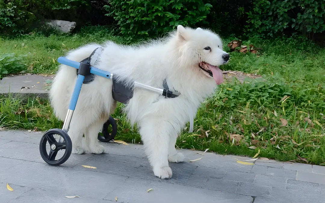 White Samoyed standing on a paved path in the light-blue two-wheel dog wheelchair